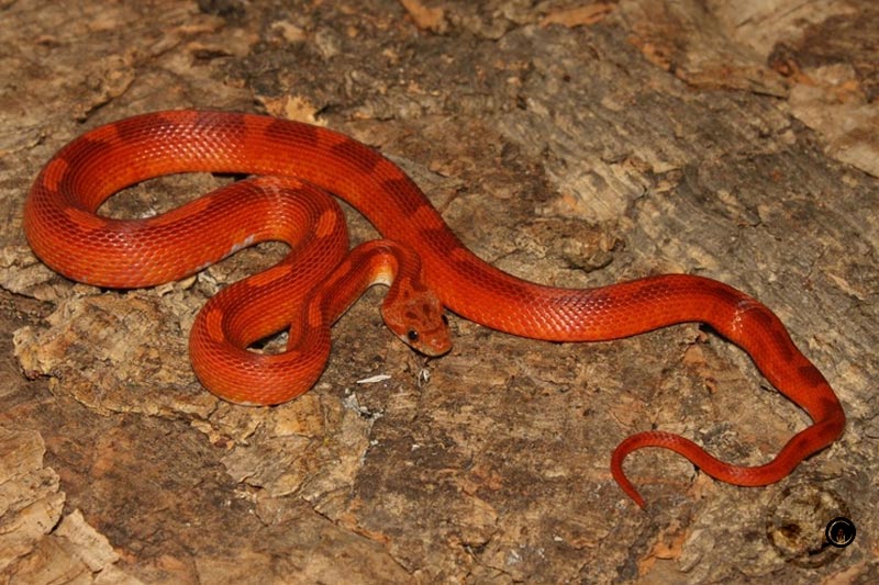 Pied Sided Bloodred Motley